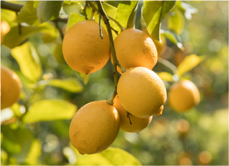皮ごと食べられる国産レモンの生産量日本一 画像