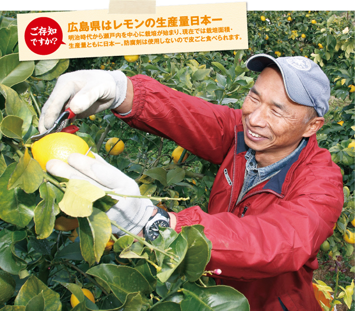 ご存知ですか？広島県はレモンの生産量日本一　明治時代から瀬戸内を中心に栽培が始まり、現在では栽培面積・生産量ともに日本一。防腐剤は使用しないので皮ごと食べられます。