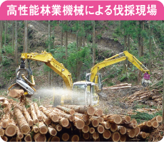 高性能林業機械による伐採現場