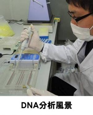 DNA分析風景