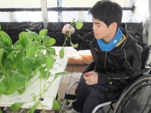 車いすの生徒が水耕栽培で育てる野菜を，穴の開いたボードに植えています。