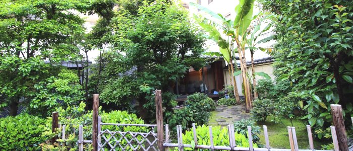 茶室前の庭には芭蕉の木が植えられています。Japansese bananaという英語名です。