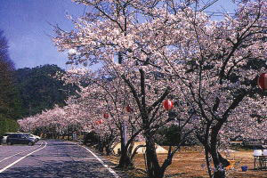 本郷の桜