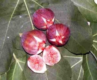 イチジク「蓬莱柿」の写真