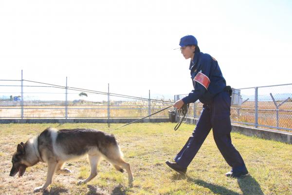 警察犬と訓練する警察犬係の警察官
