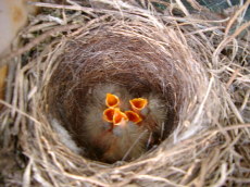 キセキレイの巣の写真