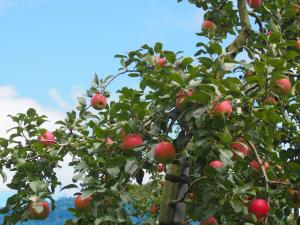 収穫間近のりんごの樹