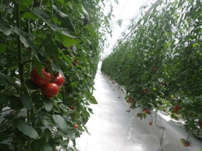 栽培中のトマトの様子