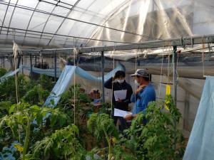 トマト環境制御技術を検討