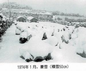 1974年1月の豪雪（50cmの積雪）