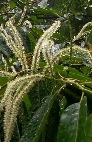 雨中に咲く栗の雄花と雌花