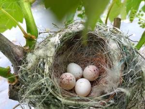 巣の中に産み落とされた卵