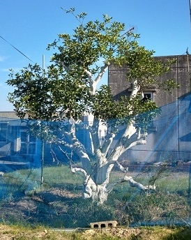 植後2年目の「農間紅八朔」の母樹