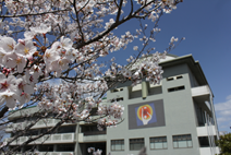 学校の周りに桜が咲いている写真