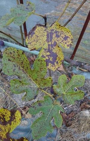 褐色の小斑点が広がると葉色は緑から黄変し，やがて早期に落葉します