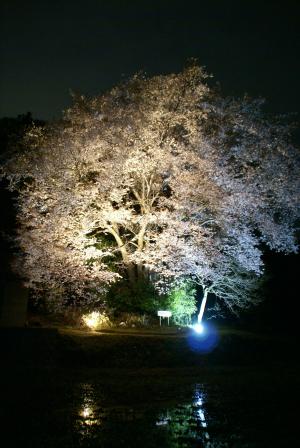 19-（熊野町）一反田地の山桜