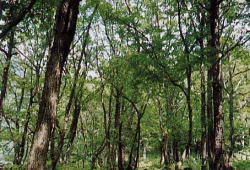 ミズナラを主とする落葉広葉樹林の写真