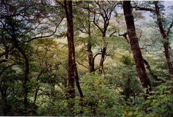 山頂に広がるブナ林の写真