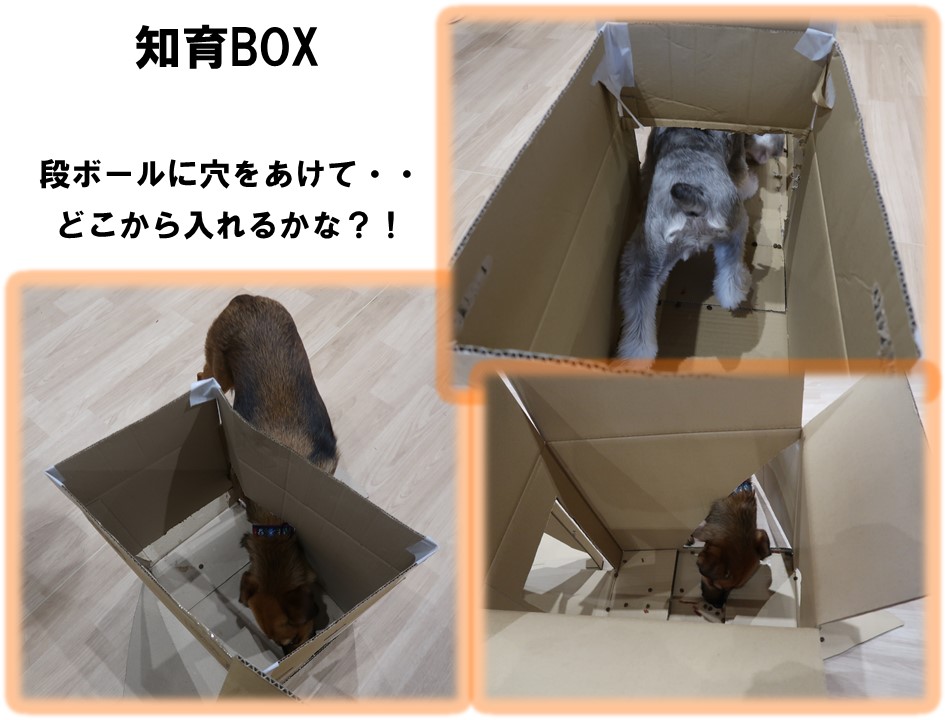 知育BOX