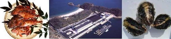 水産海洋技術センターの写真