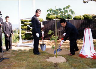 熊野町庁舎落成にあわせ、内江市の木「三叶樹」を記念植樹の写真