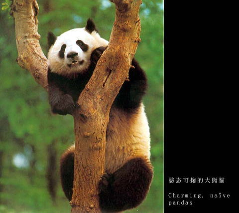 木に登るパンダ