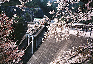 ダム下流面（春）の写真