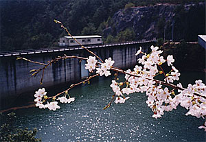 ダム湖面（春）の写真
