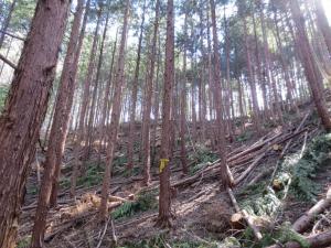 人工林の間伐