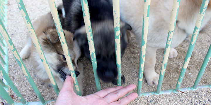 動物愛護センターの子犬たち