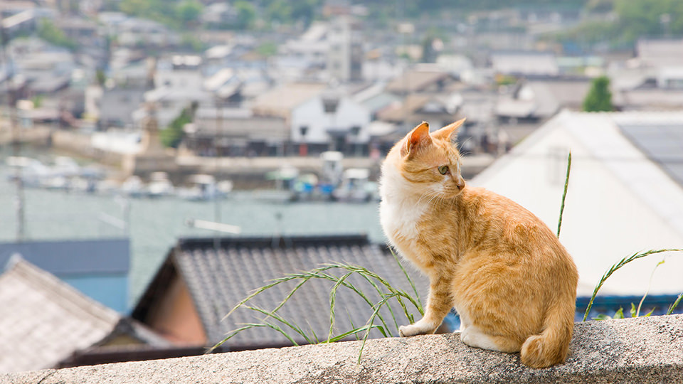 鞆の浦･港に佇む猫