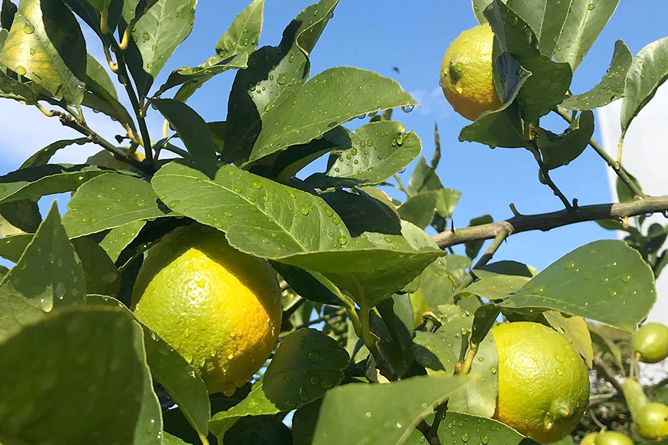 県庁に植えられているレモンの木
