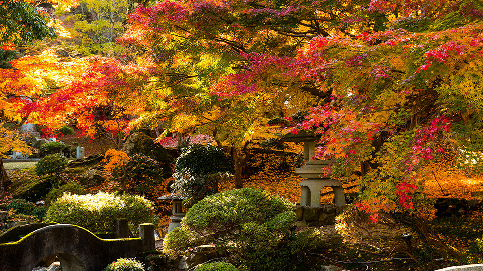 三次市尾関山公園の紅葉