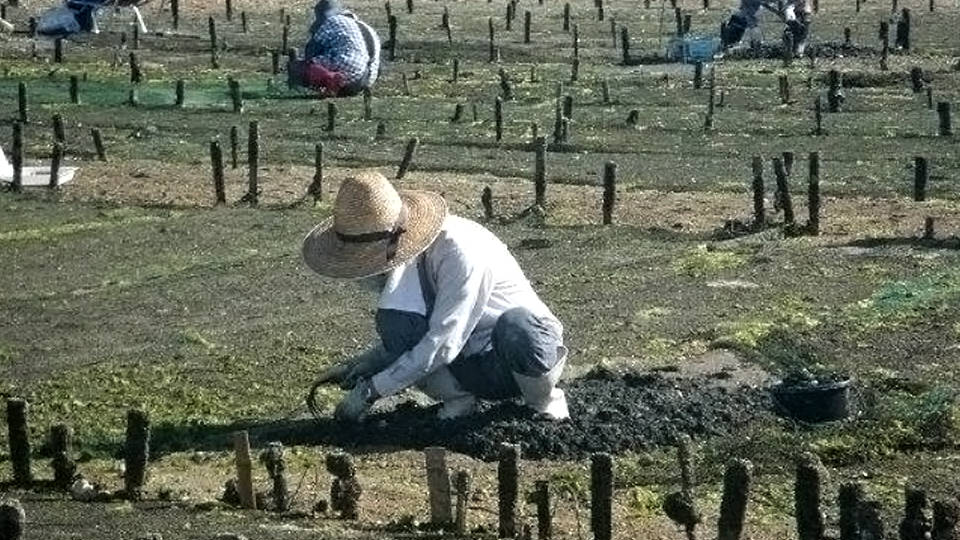 あさりの手掘り漁法