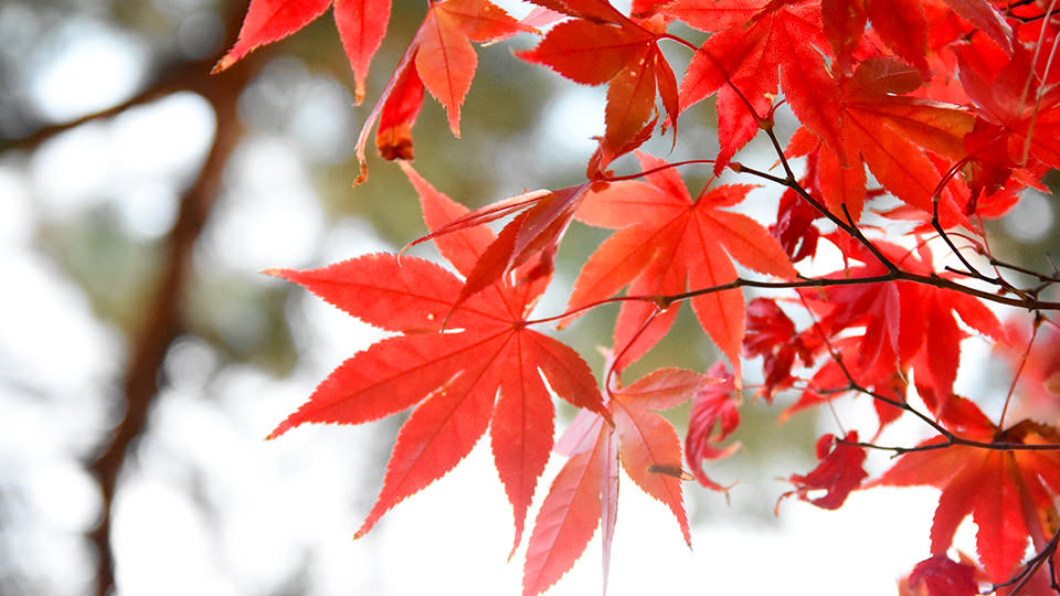 縮景園の紅葉