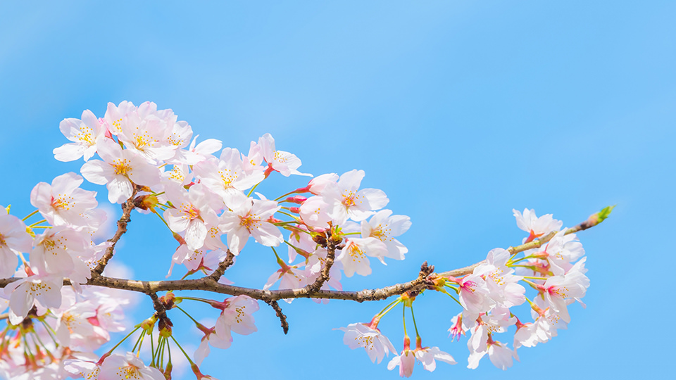 桜と青空