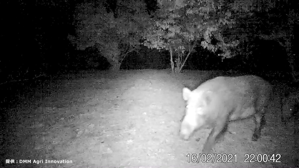 夜間に撮影されたイノシシの様子