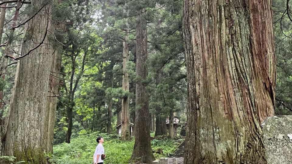 熊野神社の老杉群