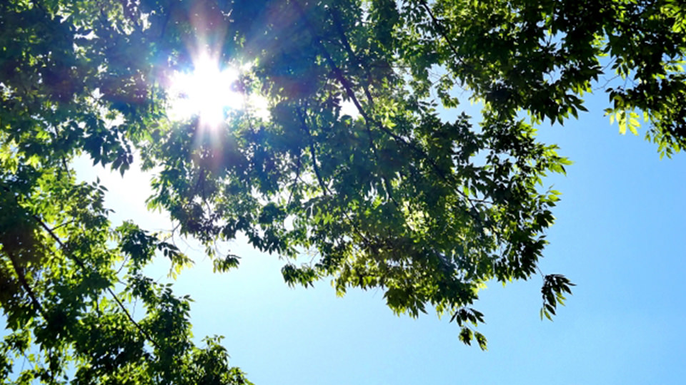 夏の木漏れ日の画像