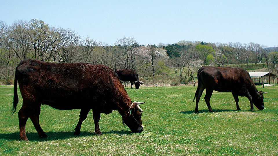 放牧されている比婆牛