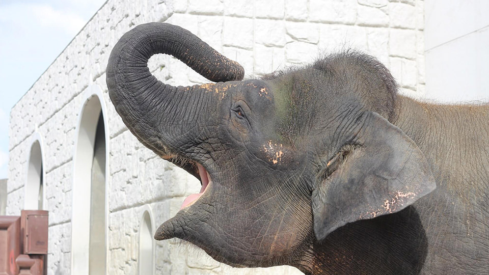 動物園のぞう