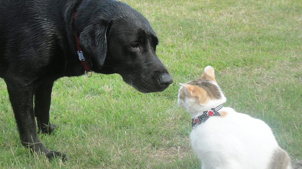 犬と猫