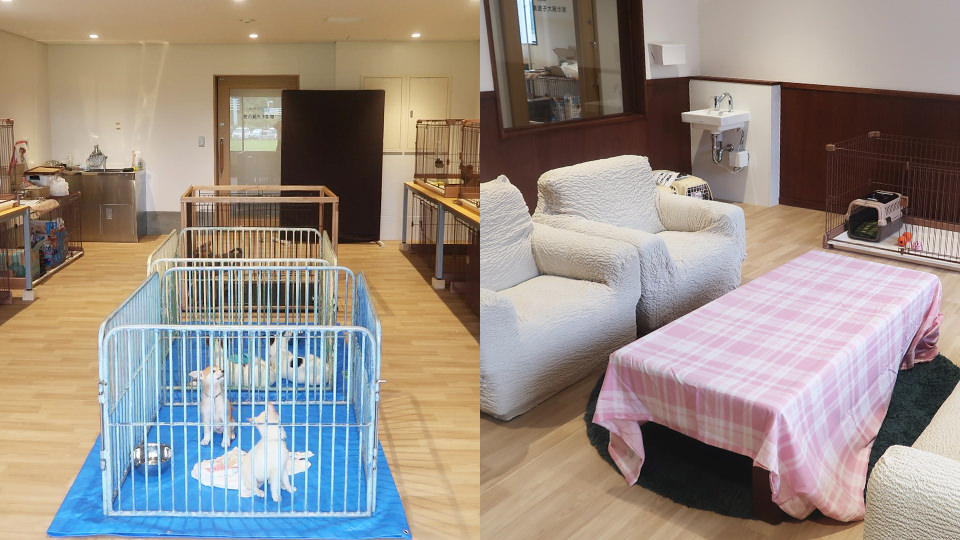 アイディオー譲渡犬猫展示室・ふれあい室