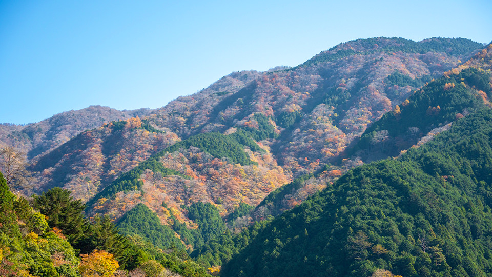 秋の山