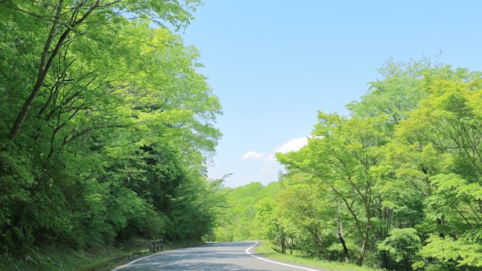新緑が美しいサイクリングコース