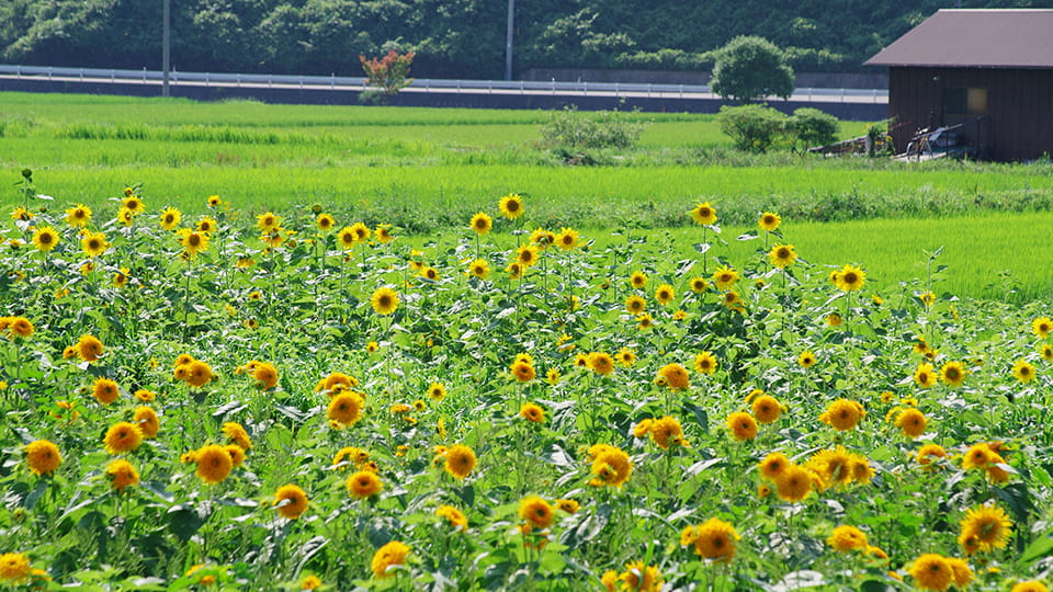 吉和のひまわり畑