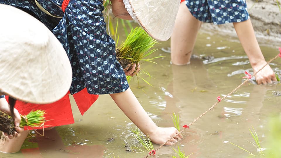壬生の花田植の様子