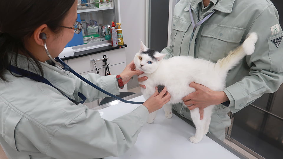 聴診器を当てられる猫