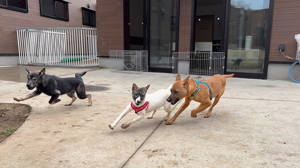 走る3匹の犬
