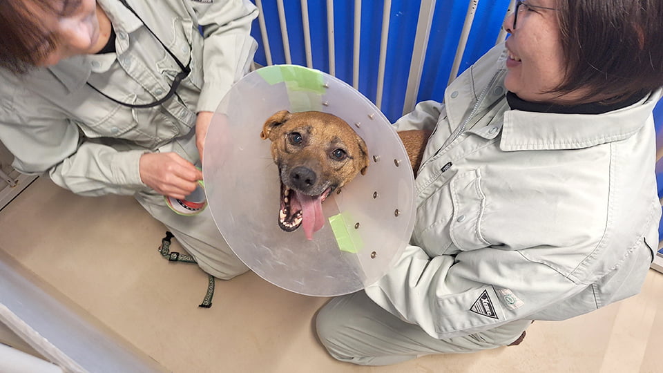 不妊去勢手術を受ける犬